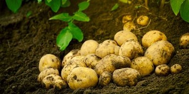 Uprawa ziemniaka
