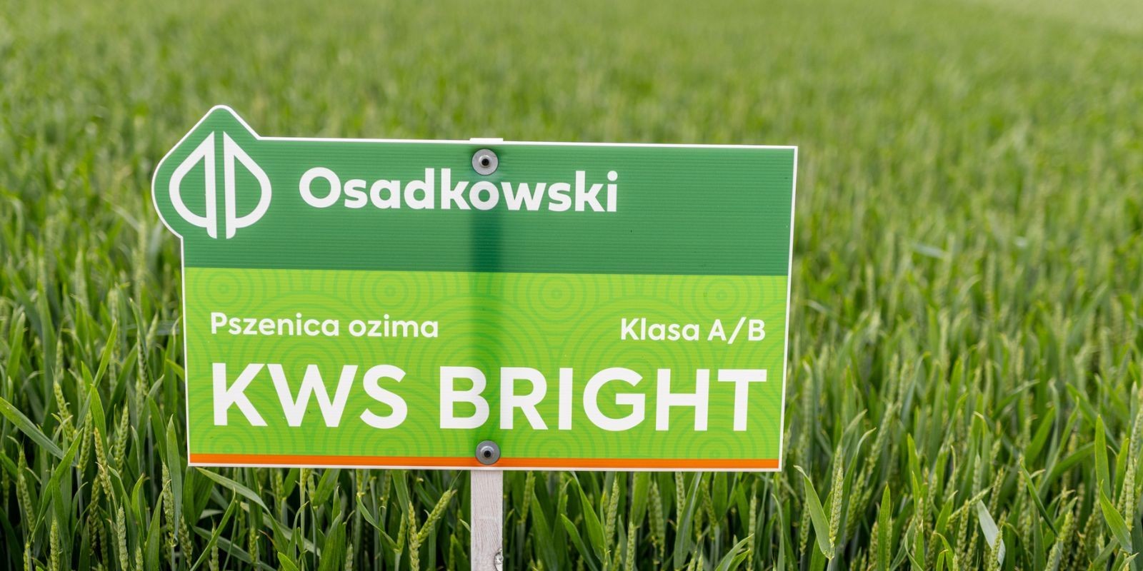 Odmiana pszenicy ozimej KWS Bright