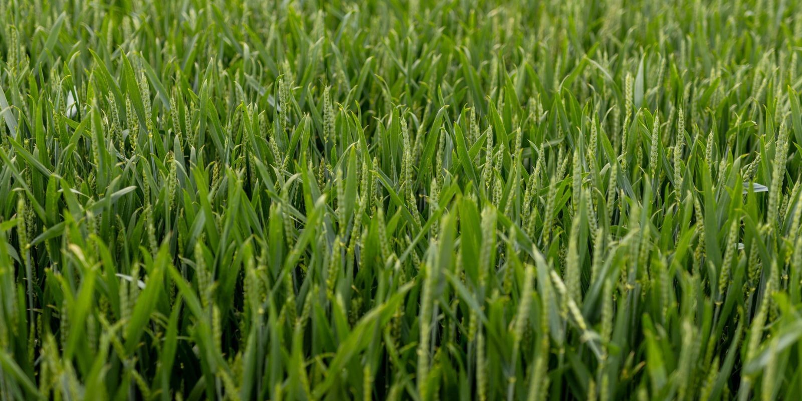 Odmiana pszenicy ozimej KWS Bright