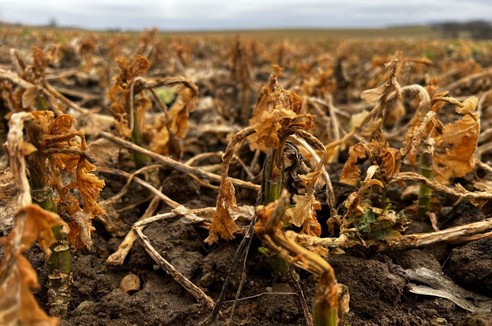 Ocena przezimowania - zdjęcie plantacji rzepaku