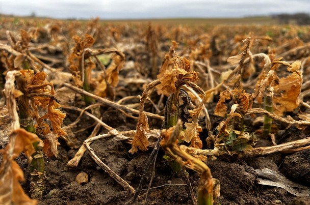 Ocena przezimowania - zdjęcie plantacji rzepaku