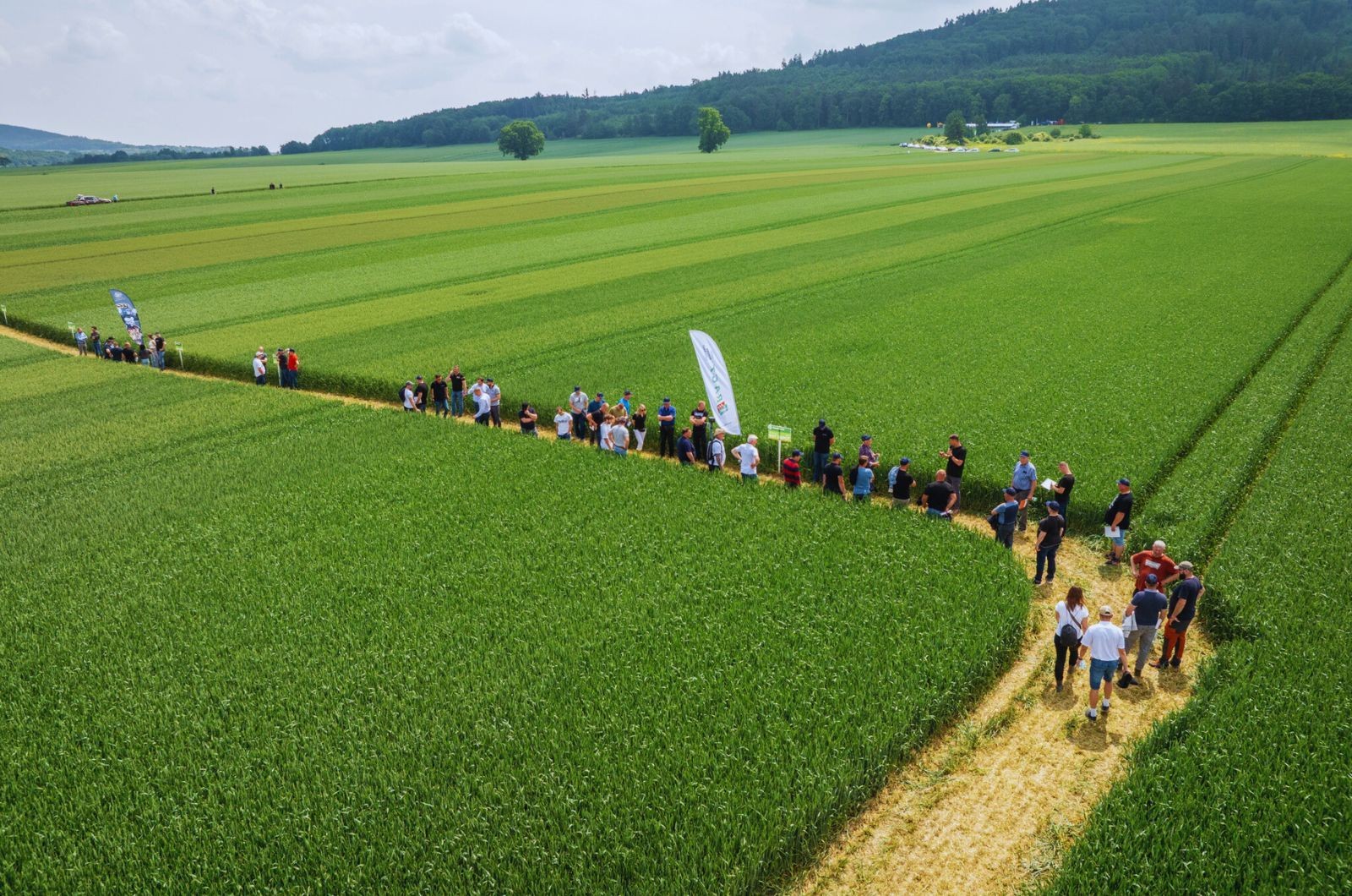 Zielone Pola przejście po plantacji demonstracyjnej