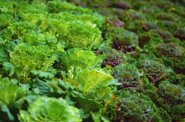 Acetamipryd pozostałości – nowe normy