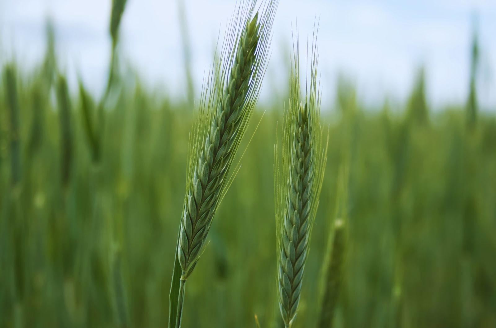 Azot na kłos – co robić, kiedy brakuje wody?