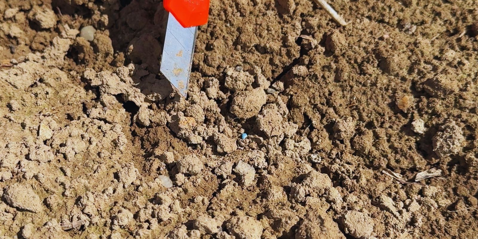 Wschody na plantacji buraka cukrowego