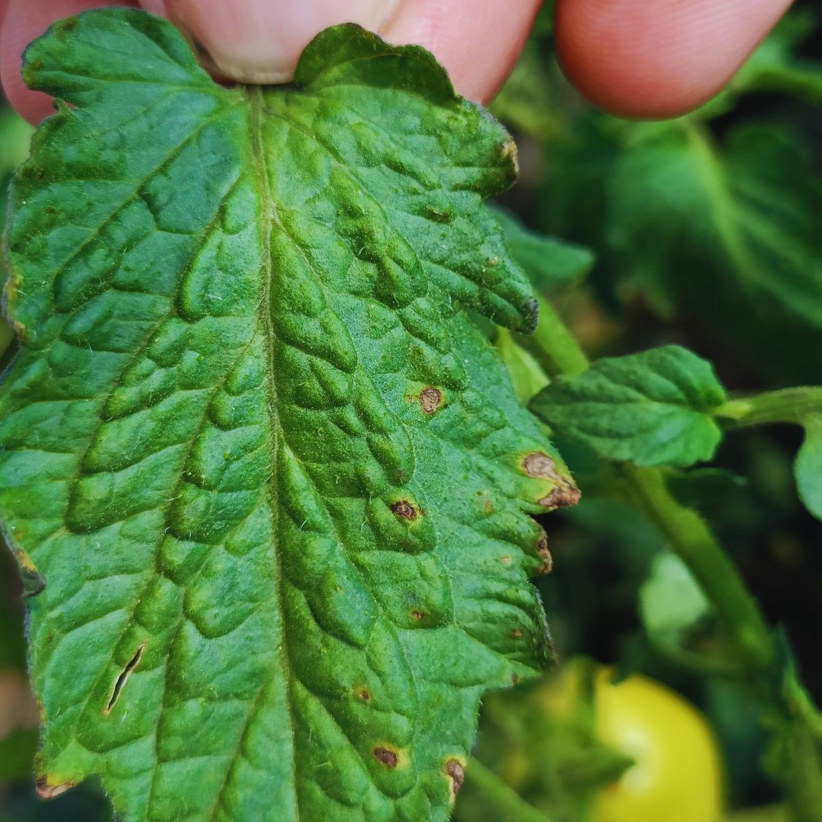 Choroby bakteryjne pomidora