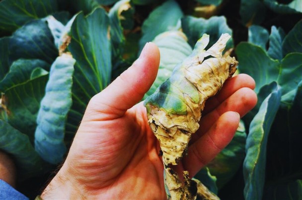 Choroby bakteryjne w warzywach kapustnych