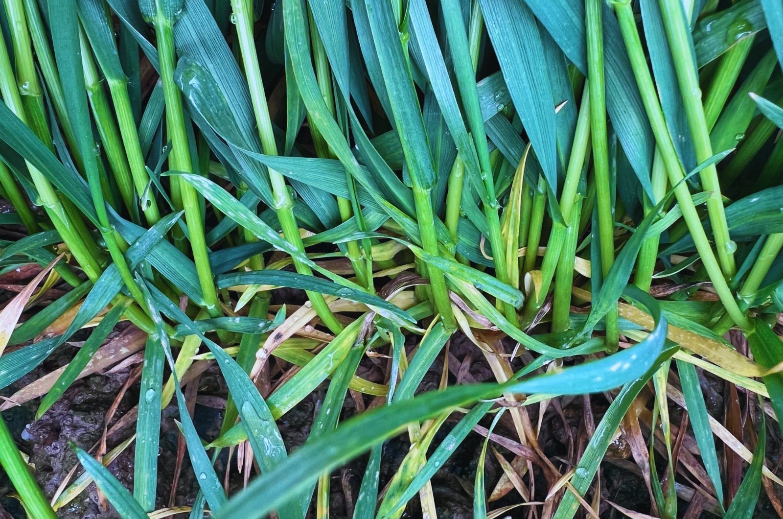 Choroby pszenicy w zależności od przedplonu — rozpoznanie i zwalczanie grzyba w pszenicy