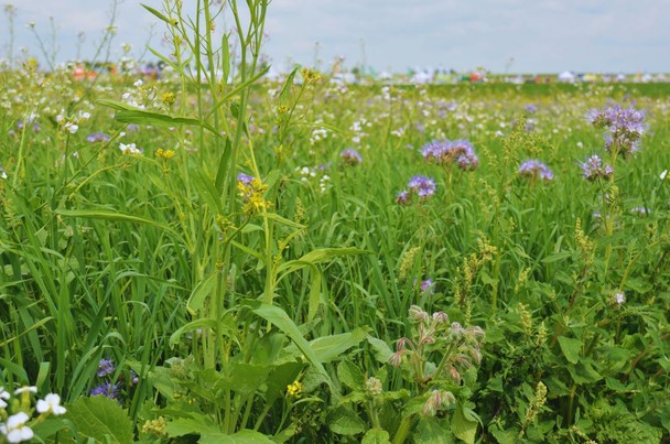 Dlaczego warto uprawiać międzyplony?