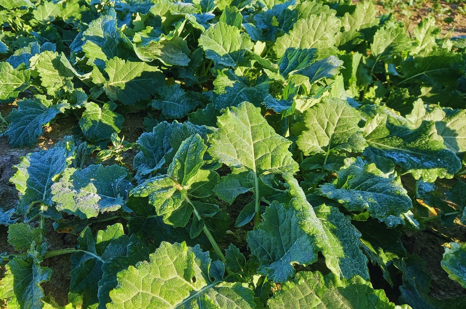 Dokarmianie dolistne rzepaku jesienią