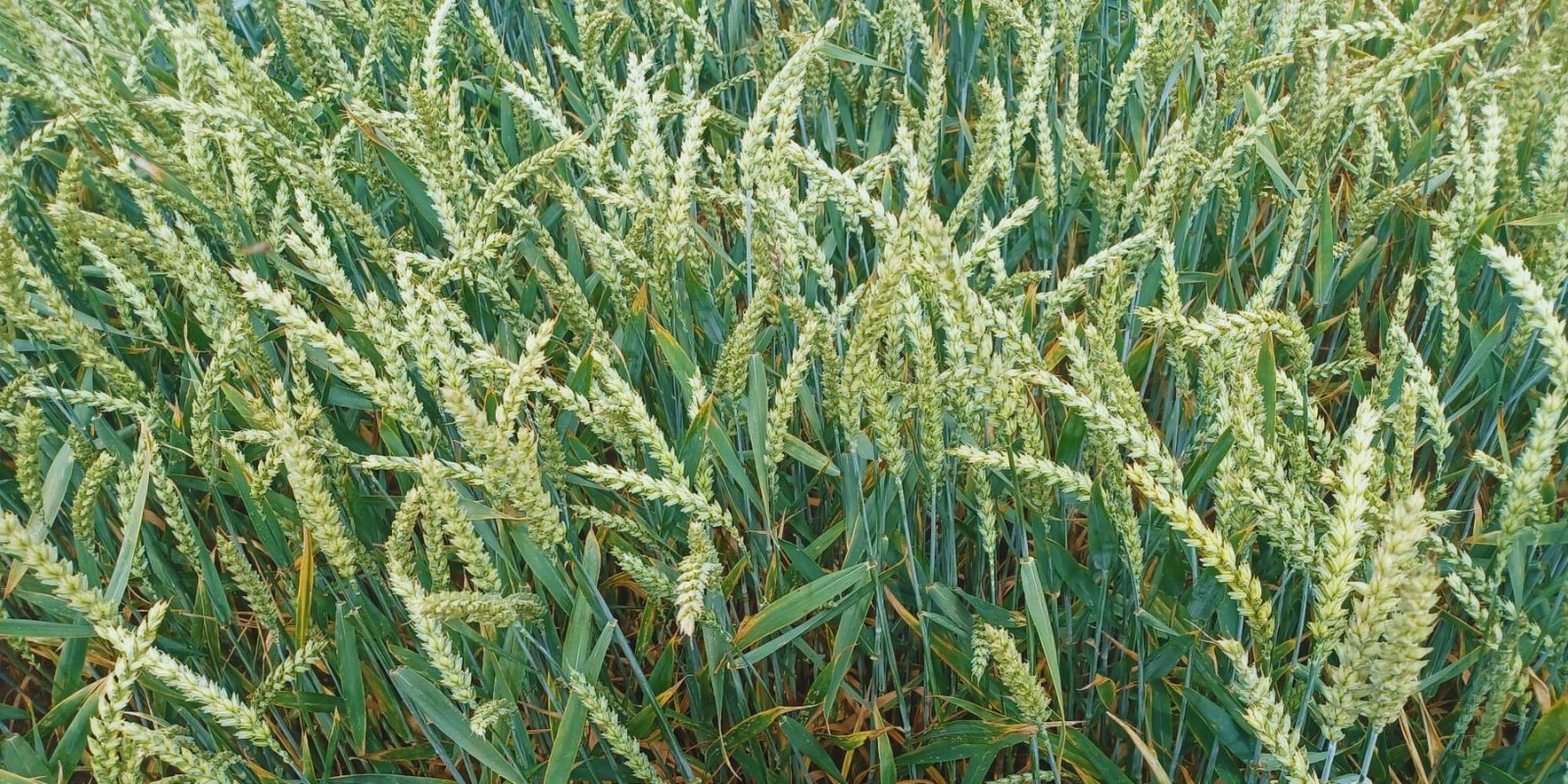 Dolistne dokarmianie pszenicy na kłos