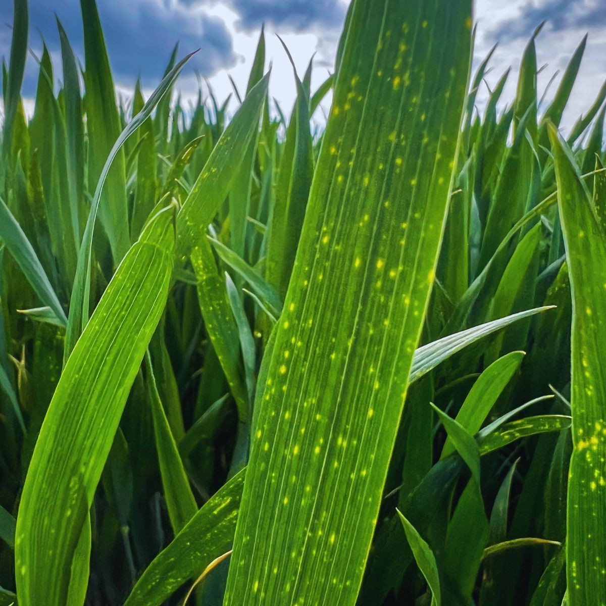 DTR - czyli brunatna plamistość liści zbóż
