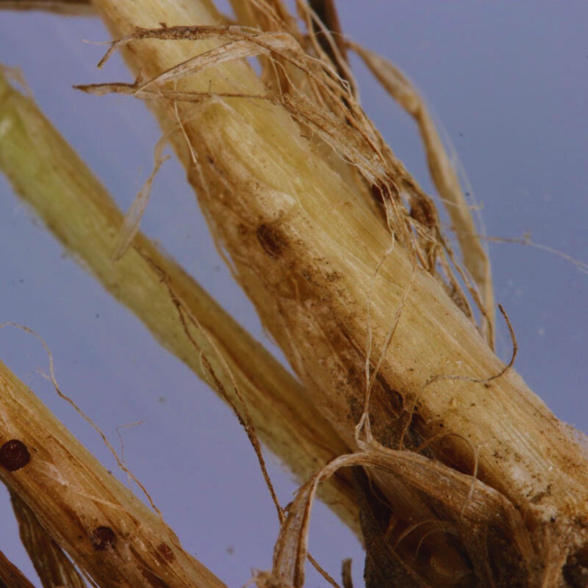 Efekty występowania choroby