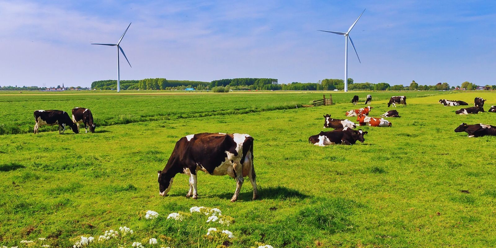 Ekoschemat Dobrostan zwierząt