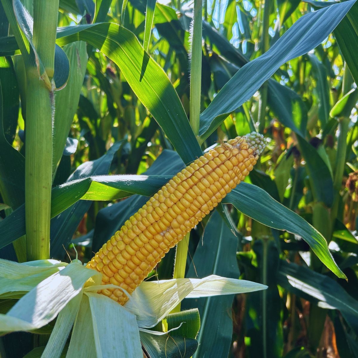 Energetyczna kiszonka z kukurydzy SM Bard