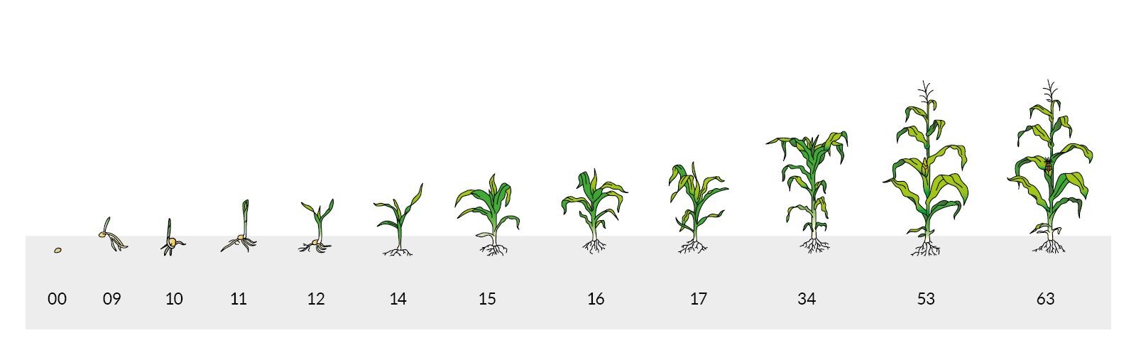 Fazy rozwojowe kukurydzy - wersja graficzna