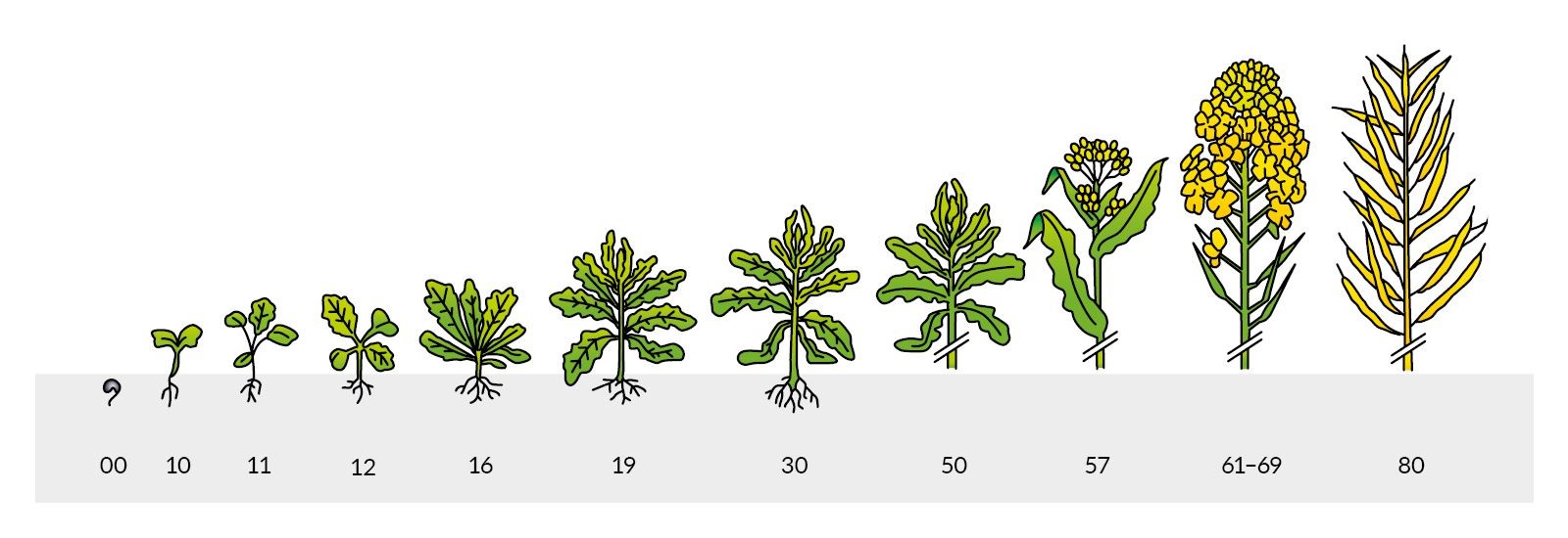 Fazy rozwoju rzepaku