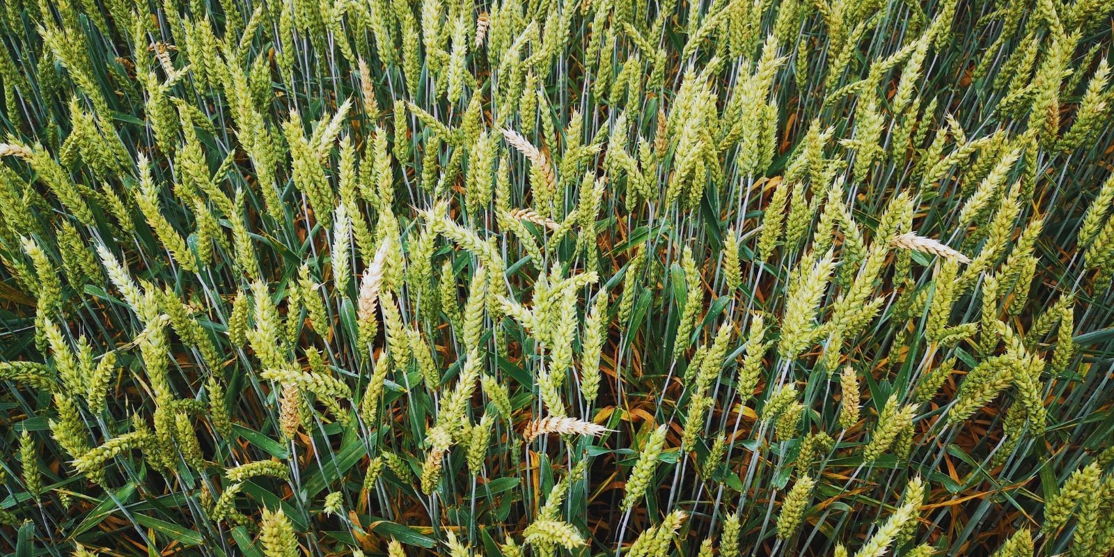 Fuzarioza kłosów główna choroba okresu T3