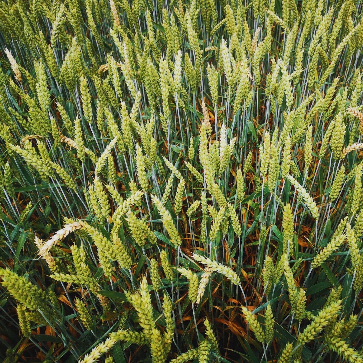 Fuzarioza zwalczanie