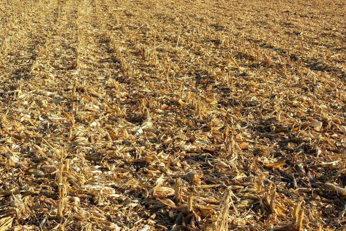 Glifosat na ściernisko – kilka praktycznych porad