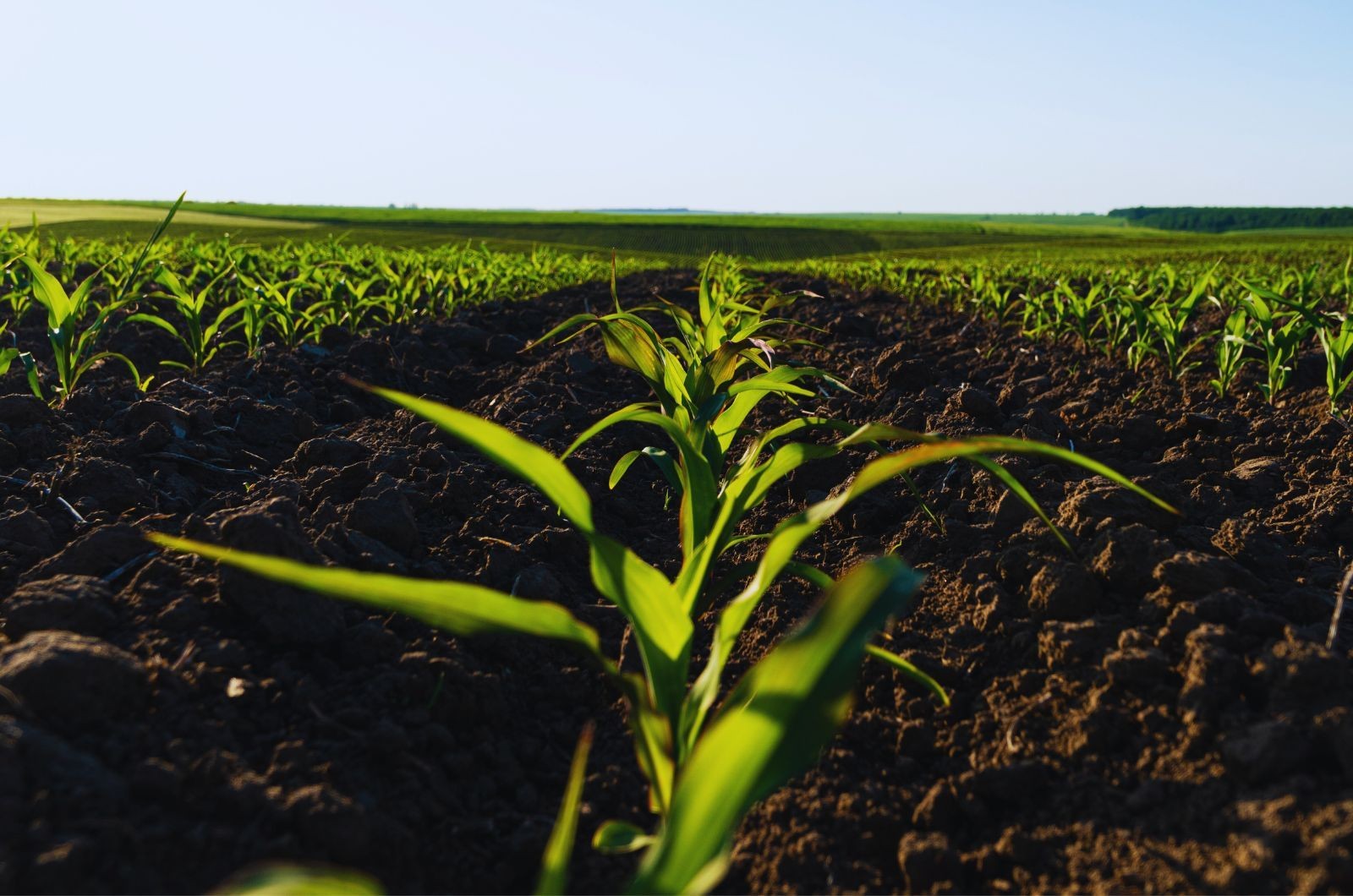 Ile fosforu pod kukurydzę?