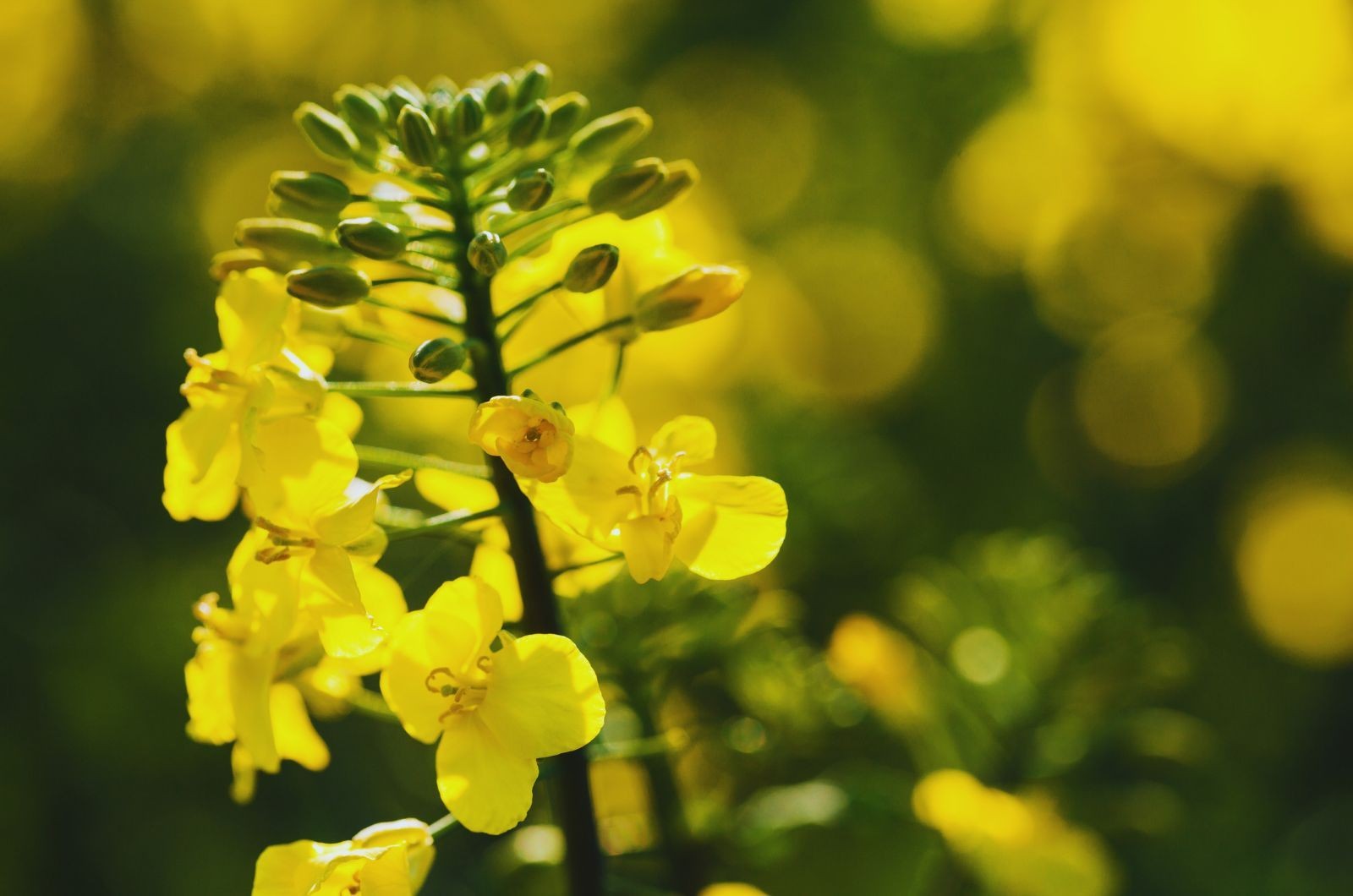 Ile siarki na rzepak i kiedy wykonać nawożenie?