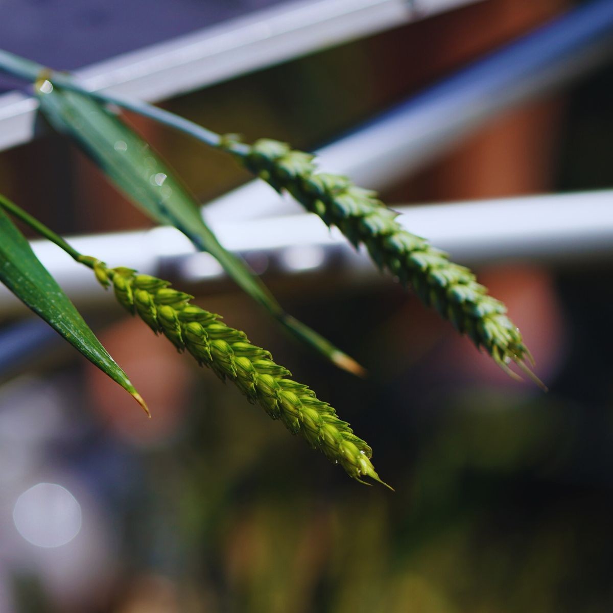 Inex-a wspiera ochronę kłosa w zabiegu T3