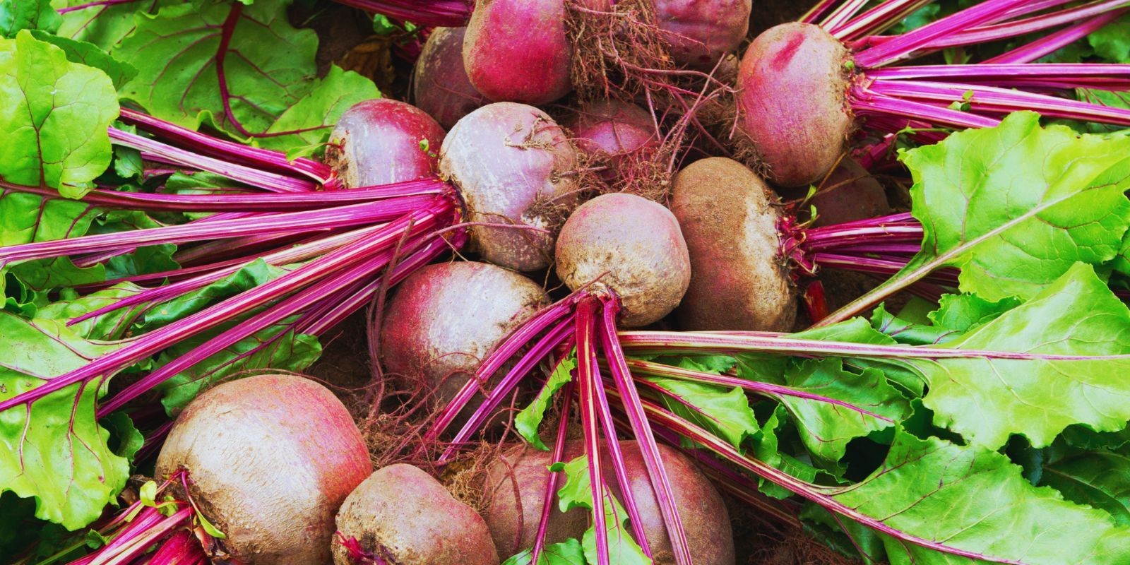 Infekcja chwościkiem metody radzenia