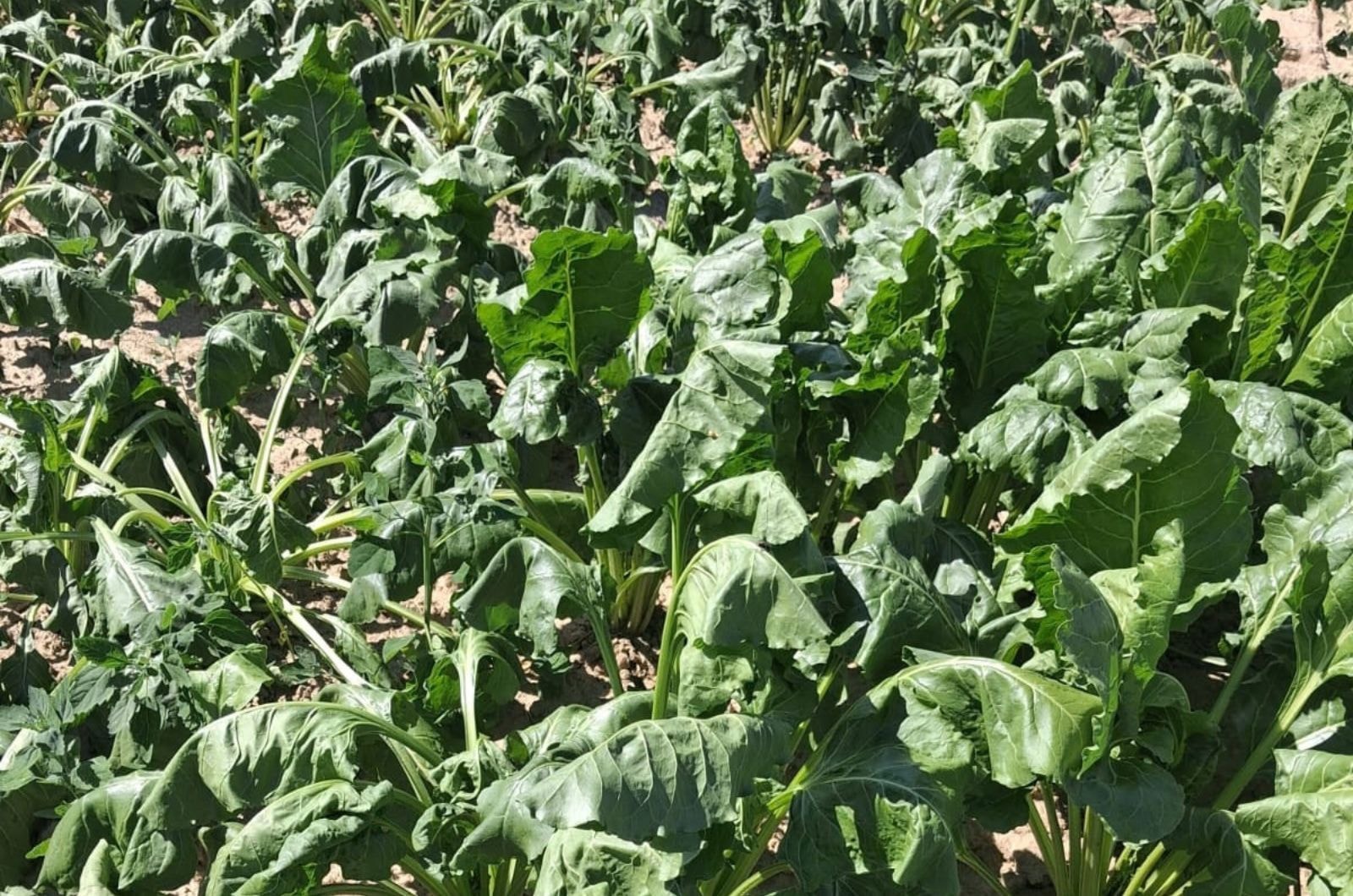 Plantacja buraka cukrowego - jak ograniczyć stres roślin?