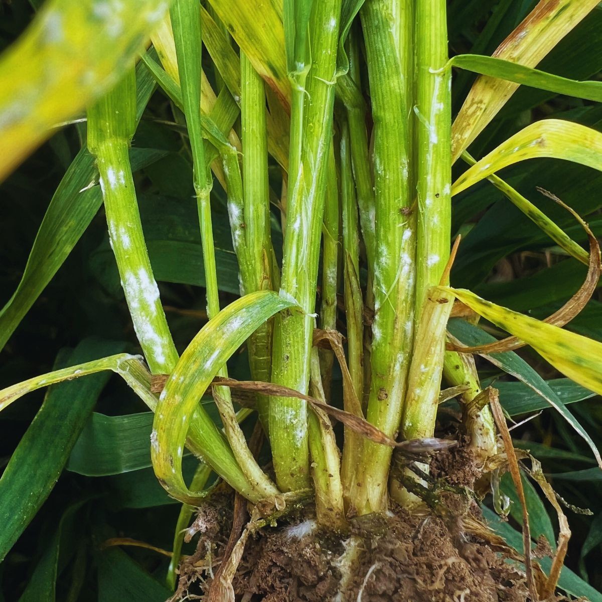 Jak zwalczać mączniaka prawdziwego zbóż i traw?