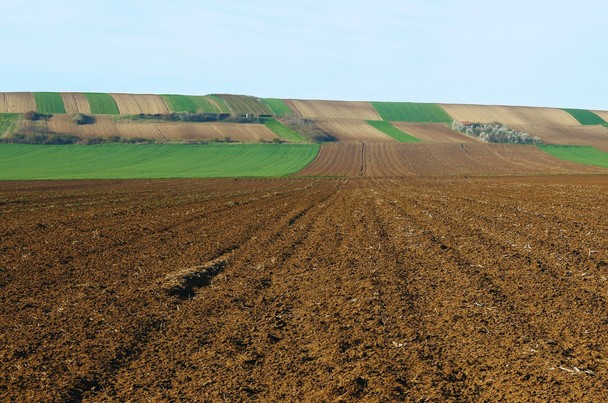 Jaka gleba pod warzywa – czyli jak skutecznie poprawić właściwości gleby?