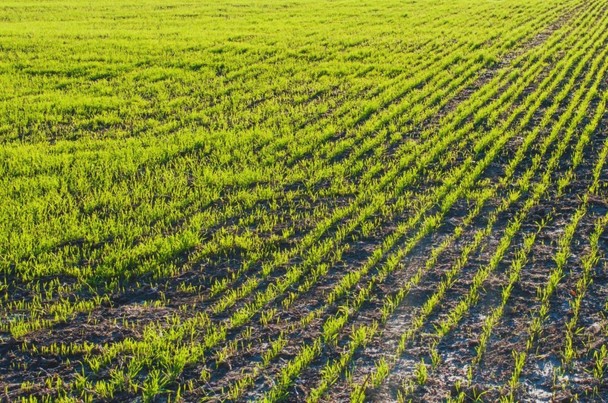 Jaka obsada pszenicy ozimej na m² i jak obliczyć normę wysiewu?