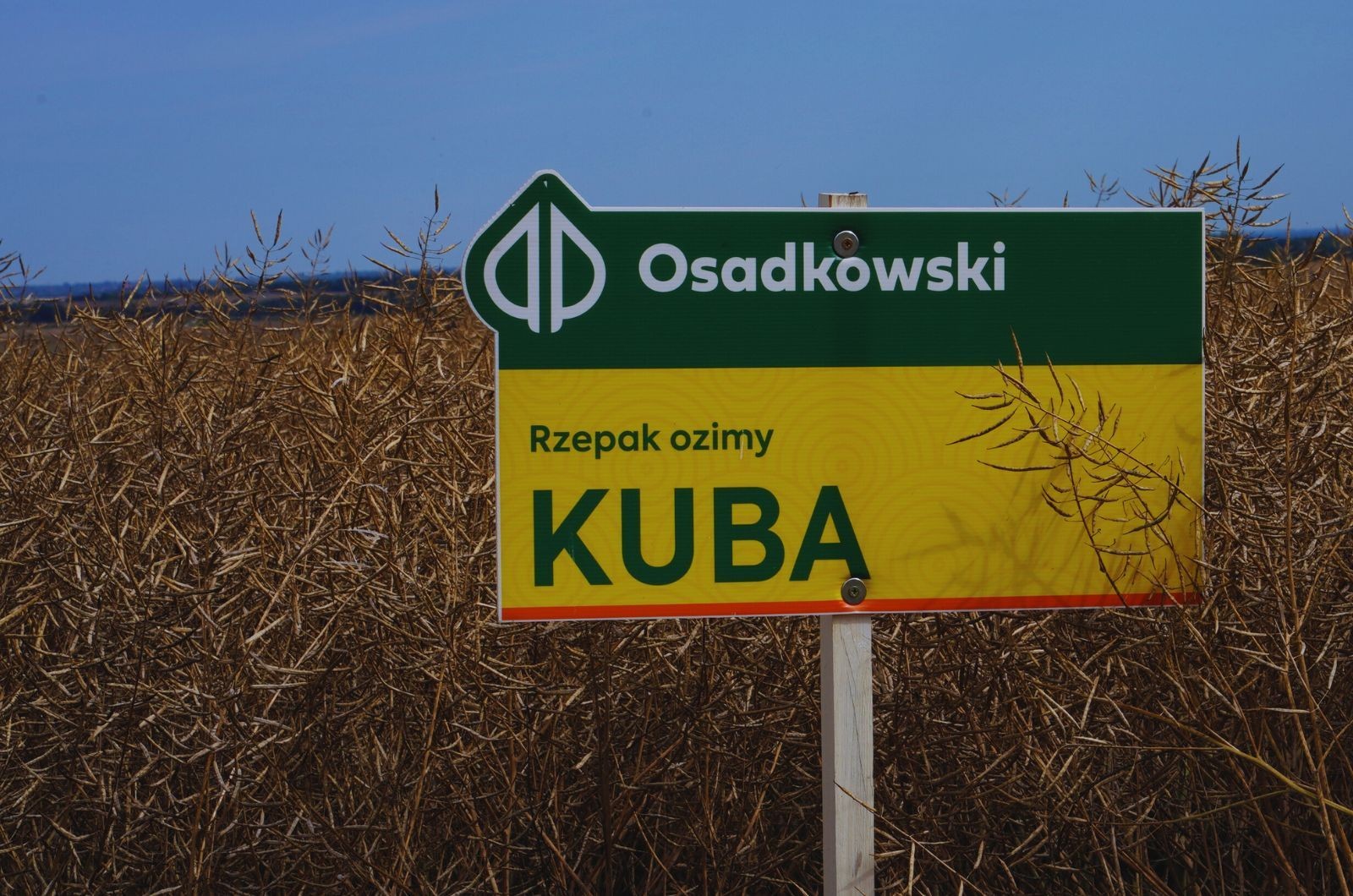 Jaką przewagę daje odmiana populacyjna?