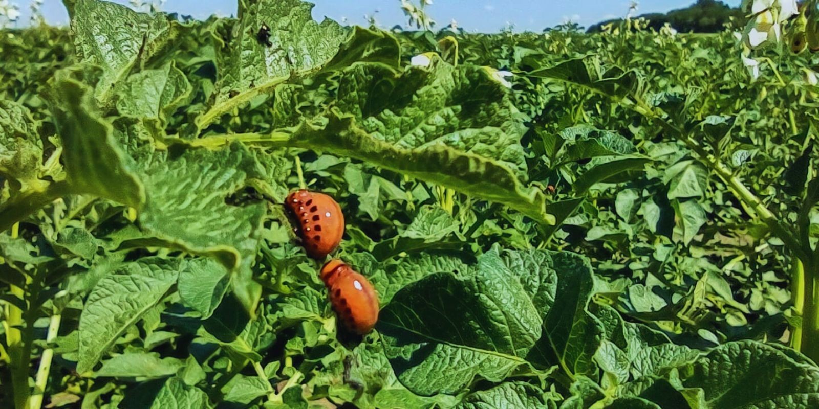 Jaki insektycyd na stonkę ziemniaczaną?