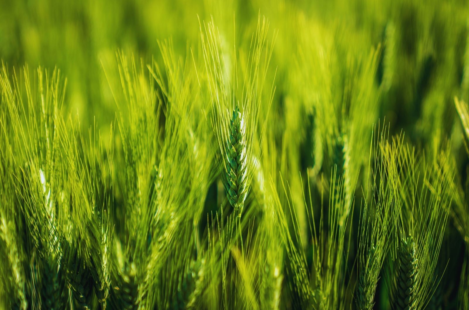 Jaki jest termin siewu jęczmienia ozimego?