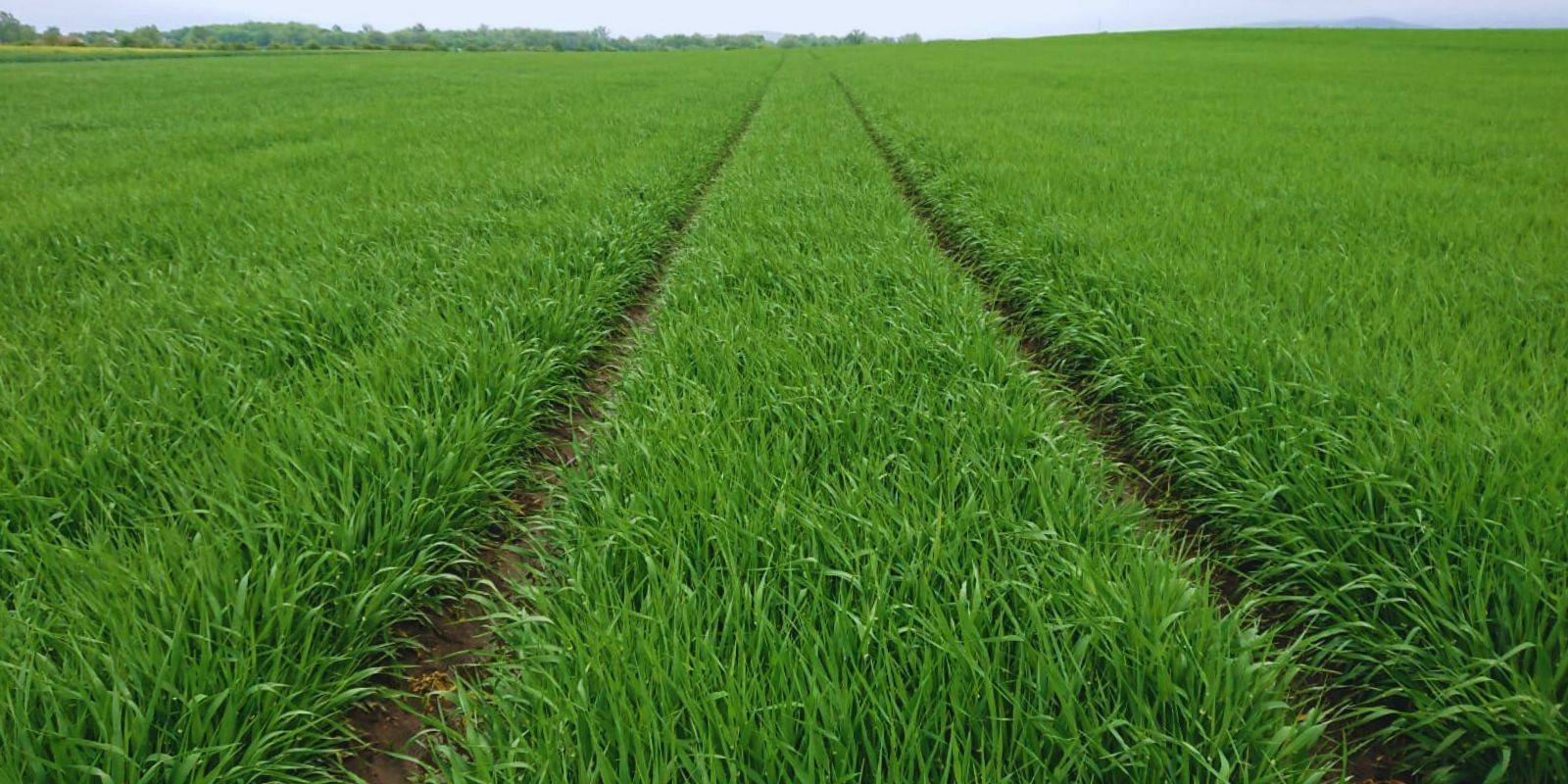 Jaki nawóz pod pszenicę ozimą na wiosnę?