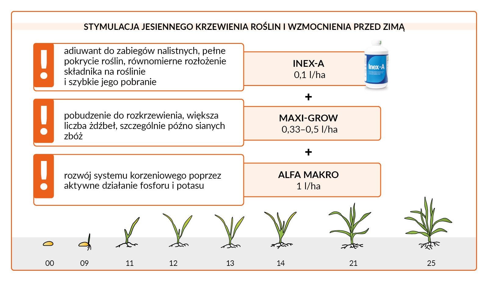 Jesienna technologia dokrzewiania zbóż