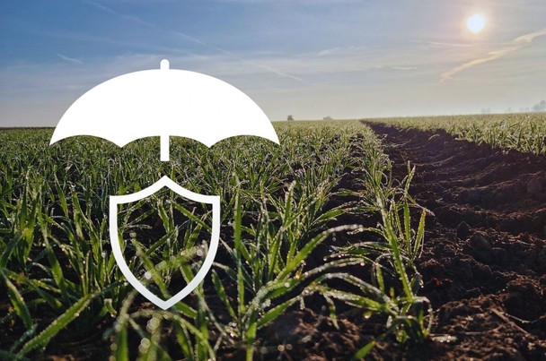  Ruszył jesienny sezon ubezpieczeń upraw