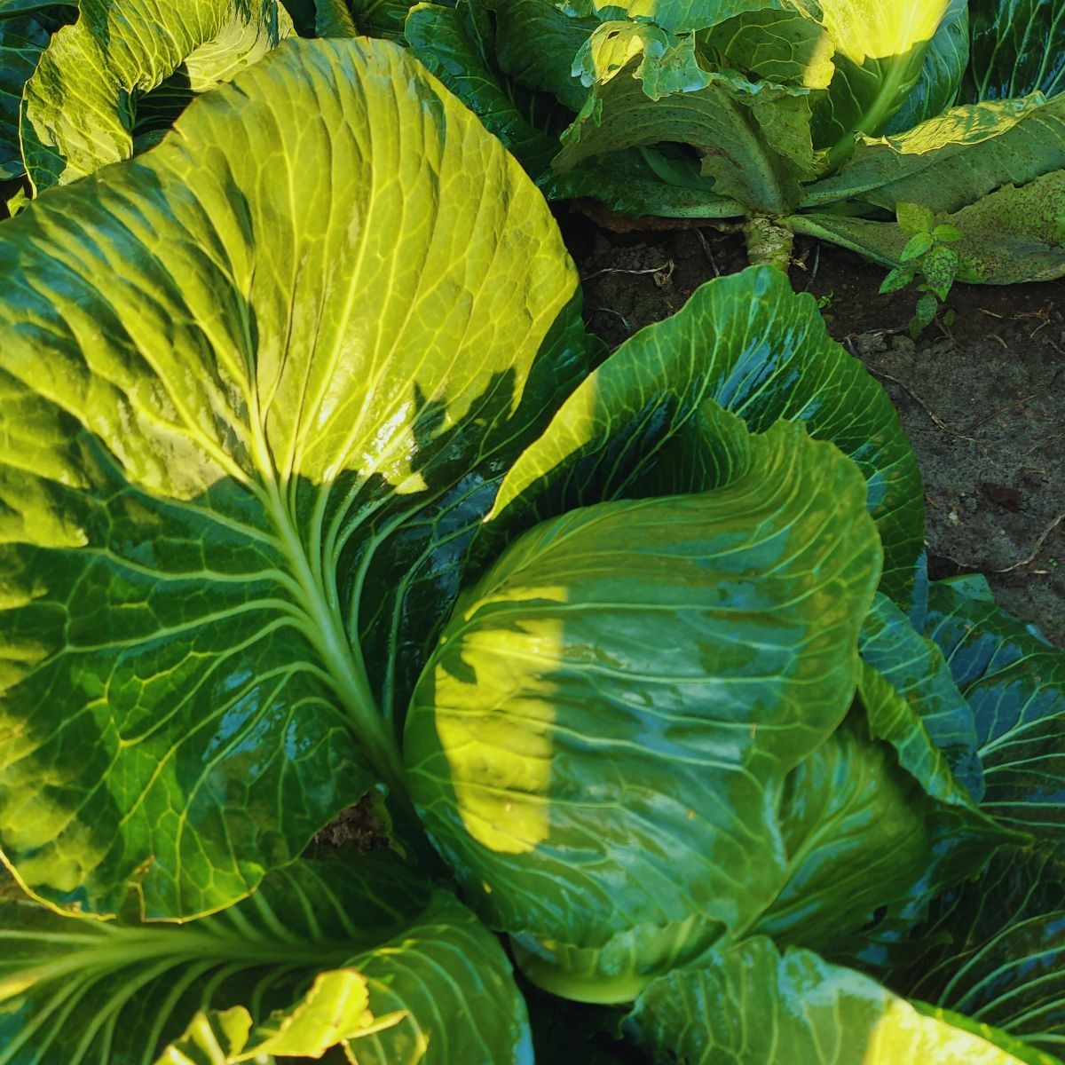 Kapusta po zabiegu połączonego z Inex-a