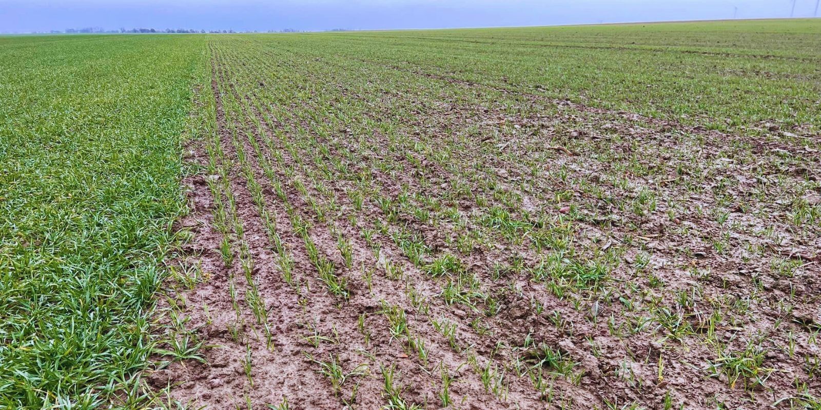 Kiedy najpóźniej siać pszenicę ozimą?