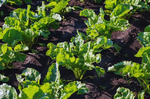 Kiedy rozpocząć siew buraka cukrowego?