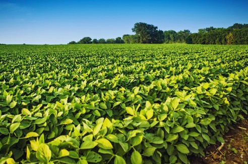 Kiedy rozpocząć siew soi?