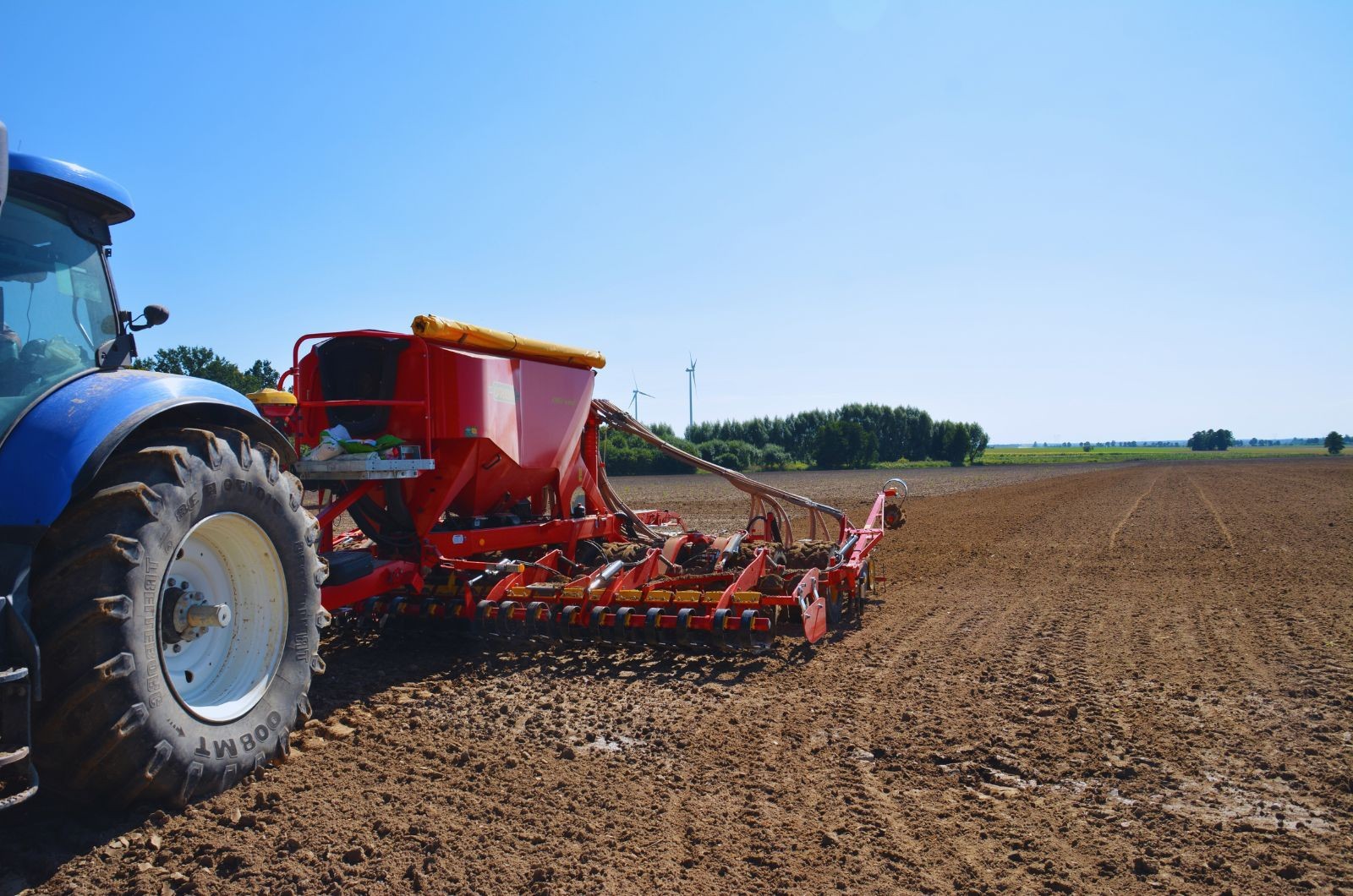 Kiedy siać rzepak w Polsce?