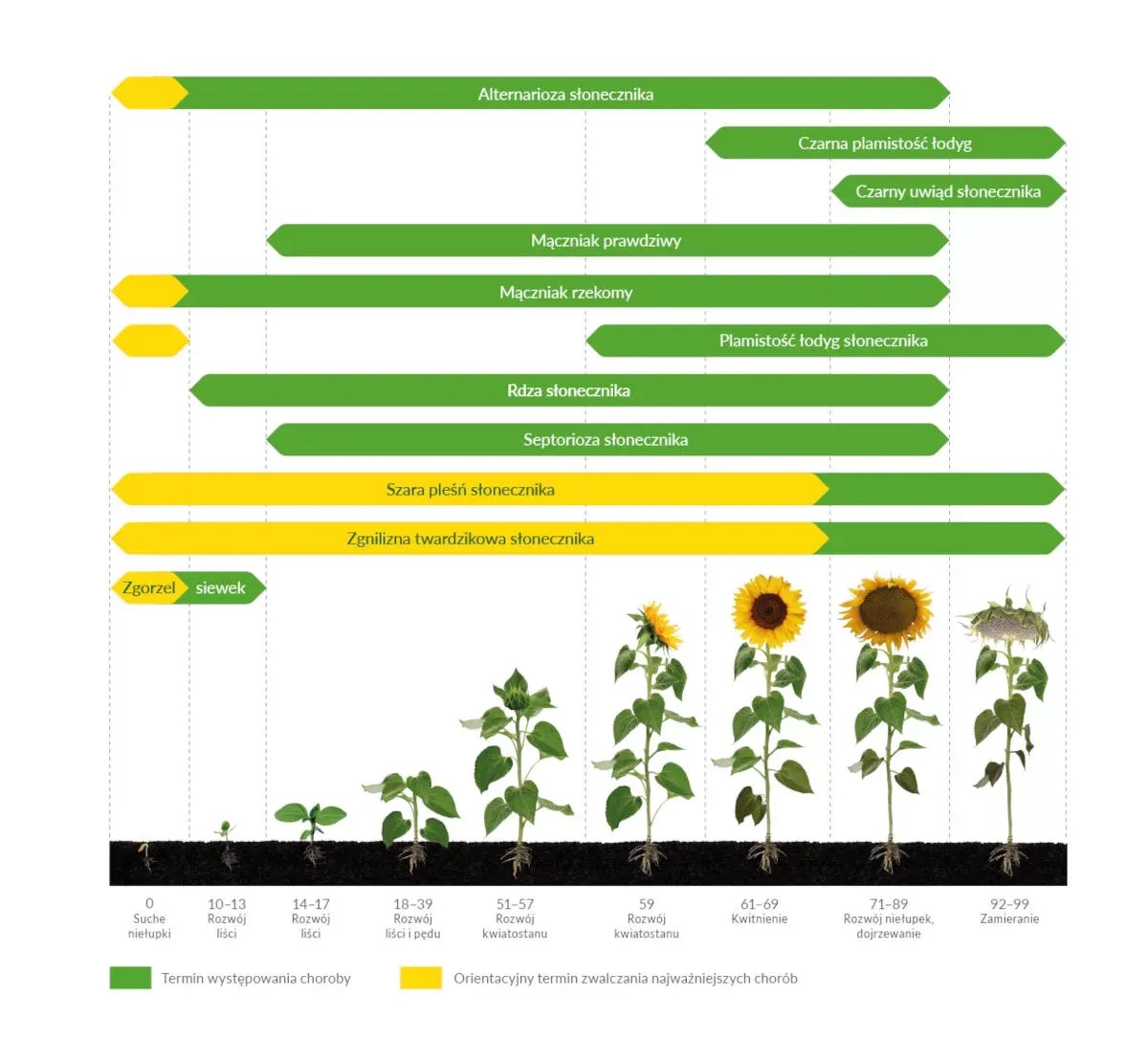 Kiedy zwalczać choroby słonecznika?