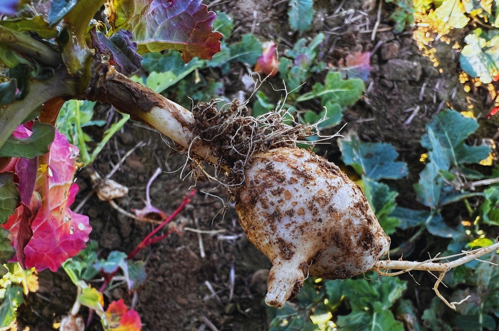 Kiła kapusty w rzepaku – dlaczego warto wybrać odmiany kiłotoleracyjne?