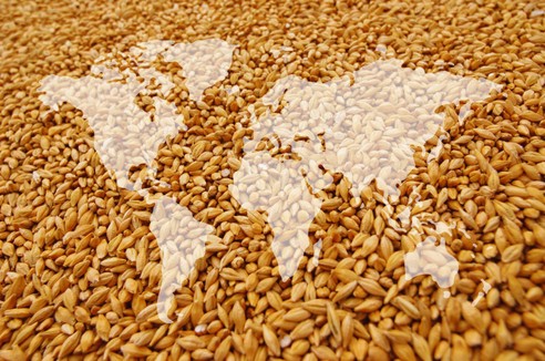 Grudniowy raport USDA a europejski rynek zbóż: co oznacza najnowsza zmiana układu sił?