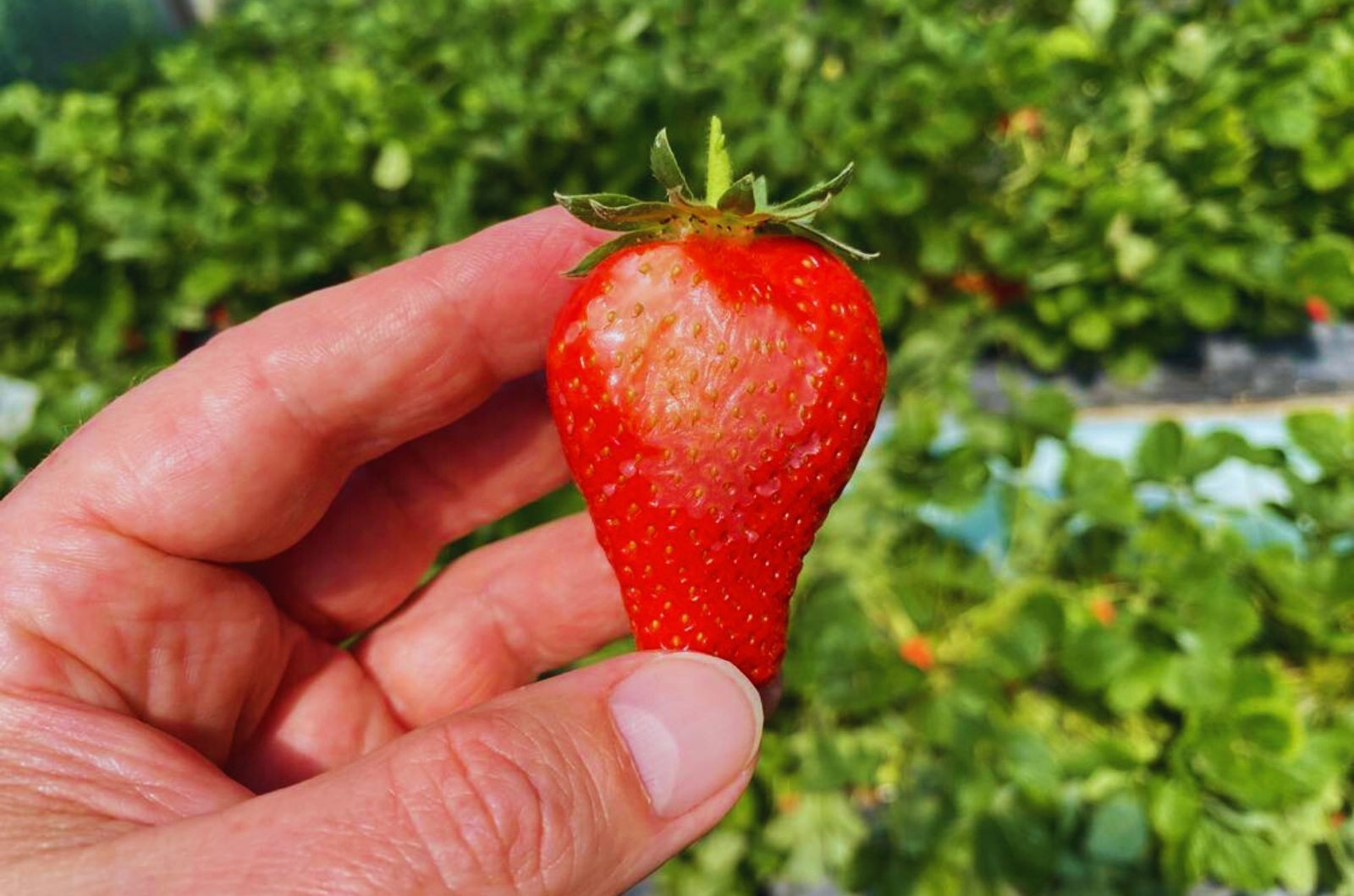 Krzem na truskawki jako osłona dla roślin