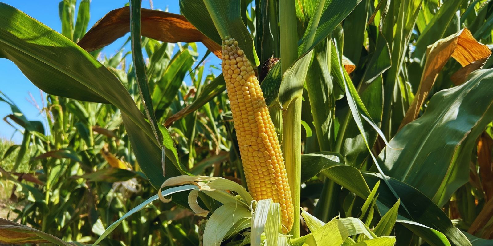 LG Honoreen - kiszonka z hodowli LG Seeds