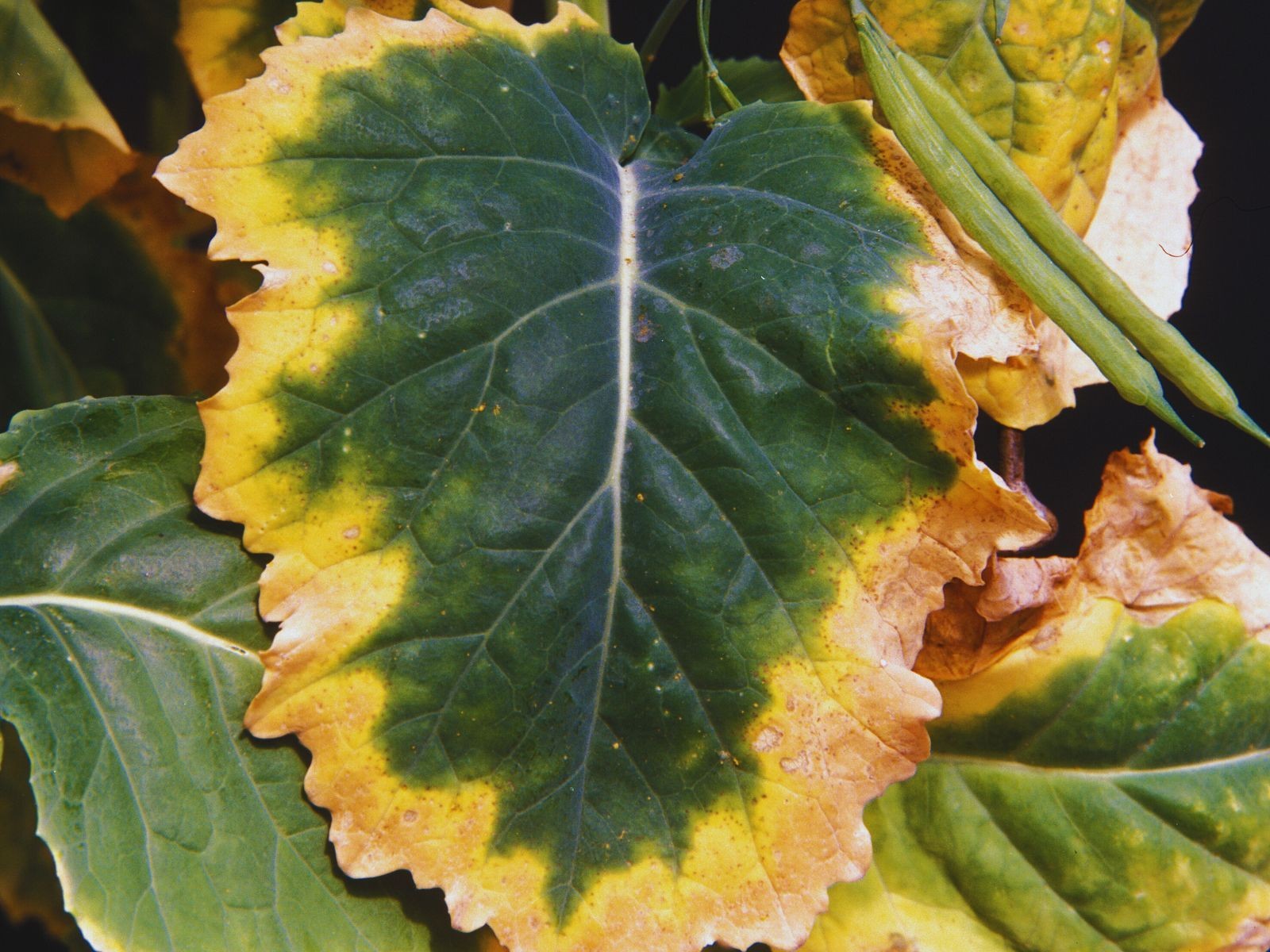 Liść rzepaku z niedoborem potasu