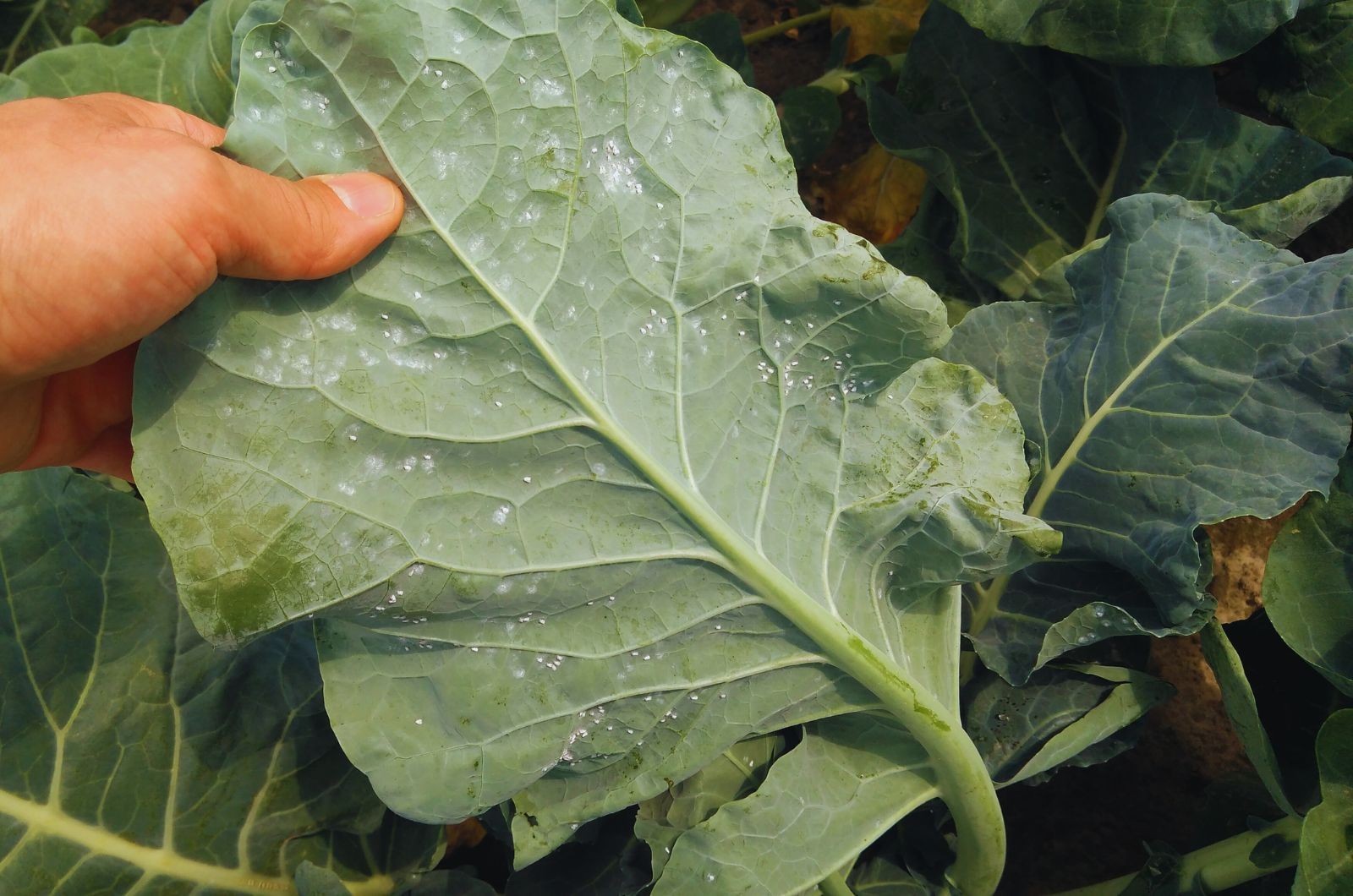 Mączlik warzywny – zwalczanie i rozpoznawanie szkodnika